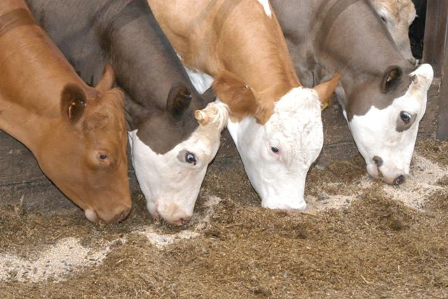 Beta-carotene 1% CWS Powder Beta-carotene 1% CWS Powder